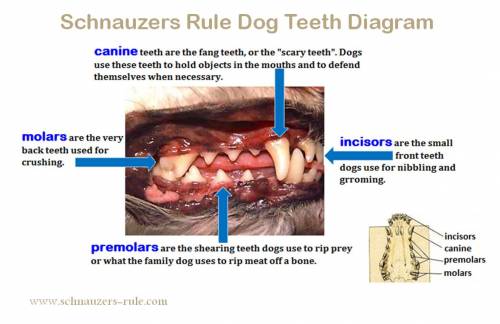 Puppy Teeth Chart