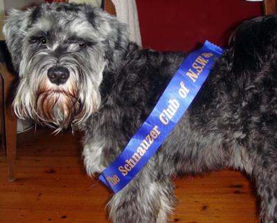 Miniature Schnauzer Dudley