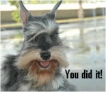 Congratulations e-card, dog ecard, schnauzer card