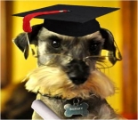 Graduation ecard, dog graduation ecard, schnauzer card