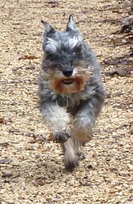 Miniature Schnauzer Einzel