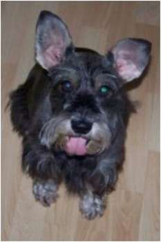 Miniature Schnauzer Eva