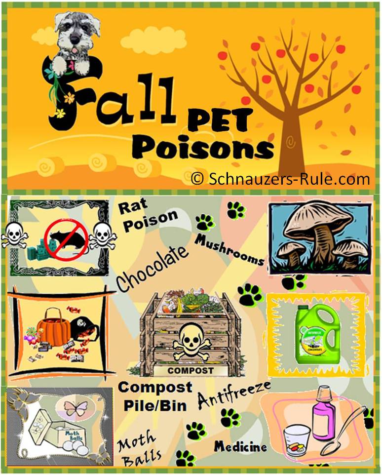 Fall Pet Poisons