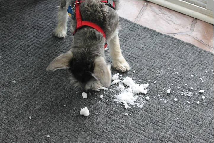 Mini Schnauzer Radar