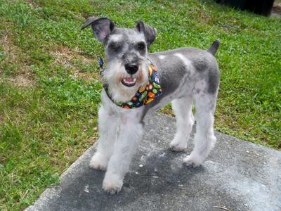 Mini Schnauzer Niko