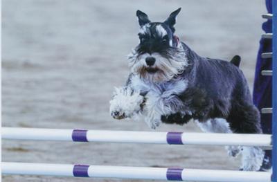 Miniature Schnauzer Flash