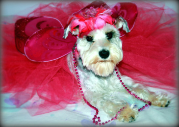 Mini Schnauzer Flossy the Flower Fairy