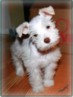 Miniature Schnauzer Puppy Flurry