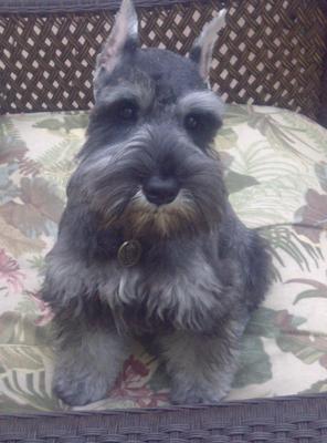 Miniature Schnauzer Fred