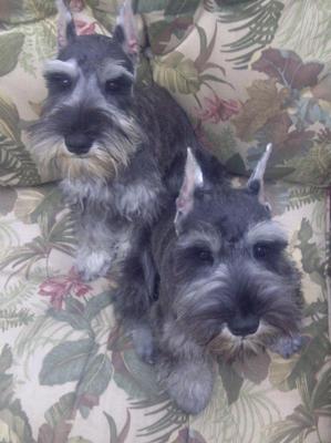 Miniature Schnauzers Fritz & Fred