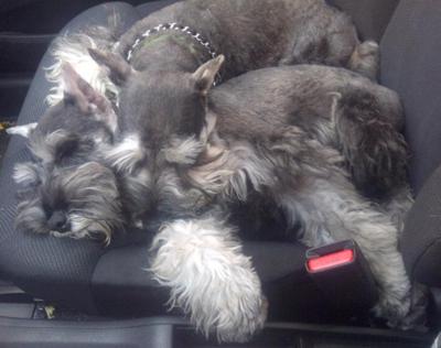 Miniature Schnauzers Fritz & Fred