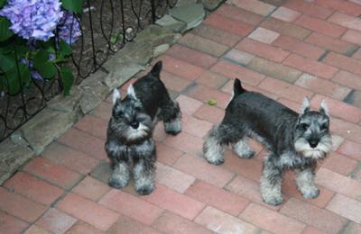 Miniature Schnauzers Fritz & Fred