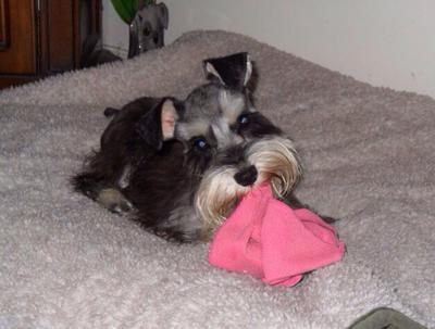Kandi sweet puppies hotsell