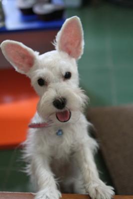 Miniature Schnauzer Gaby