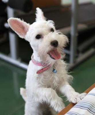 Miniature Schnauzer Gaby