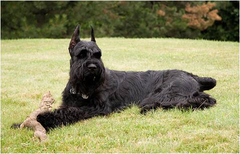 Giant Schnauzer