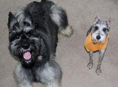 Schnauzers Gracie and Stormy