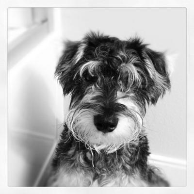 Miniature Schnauzer Grady