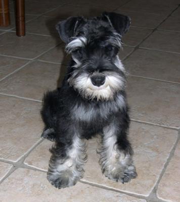 Schnauzer Gunga's  first haircut