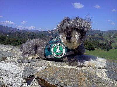 Miniature Schnauzer Hanz