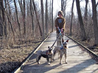 Miniature Schnauzers, Lexie and Buddy out on a walk.