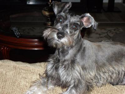 Mini Schnauzer Harley