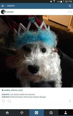 Georgie Gurl rocking the TEAL  tiara