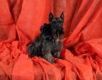 Miniature Schnauzer Hannah