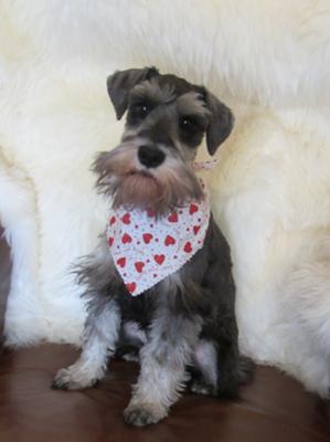 Miniature Schnauzer Hugo