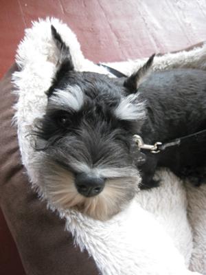 Miniature Schnauzer Hugo