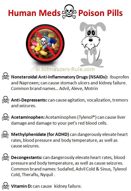 Human Medicine For Dogs Chart