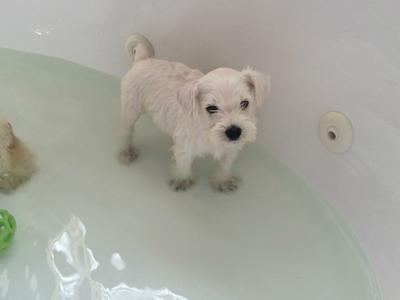 Jack's First Bath