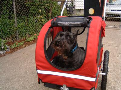 Miniature Schnauzer Jake