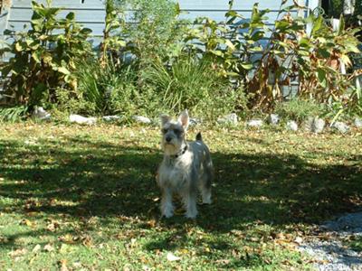 Miniature Schnauzer Jazzmyn