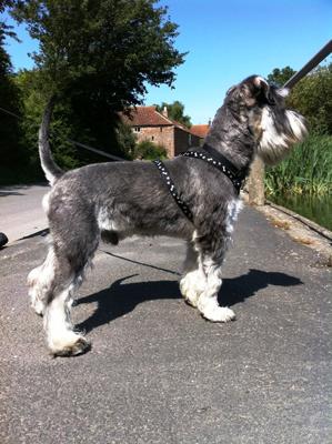 Jester's first holiday - Yorkshire July 2011