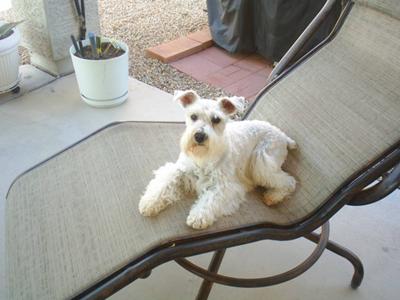 Miniature Schnauzer Juhani