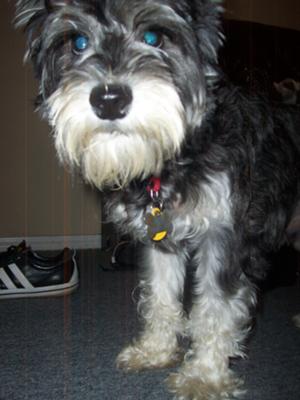 Miniature Schnauzer Leo