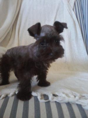 Miniature Schnauzer Puppy Kiss