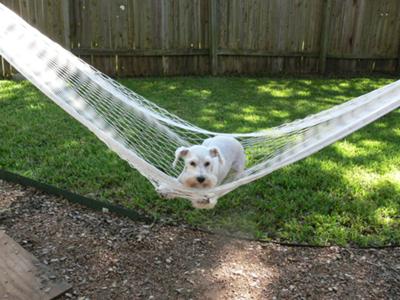 see klaus this is what happens when we jump in the hammock by ourselves. 