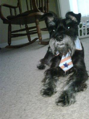 Miniature Schnauzer Lewis