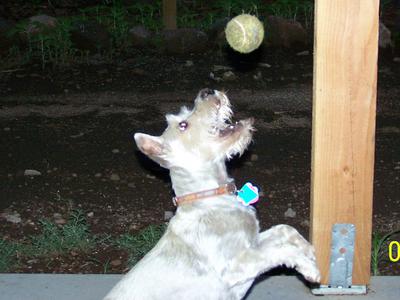 ball playing