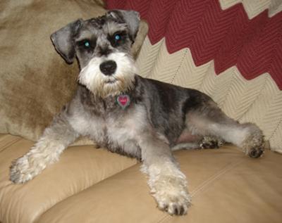 Miniature Schnauzer Lily