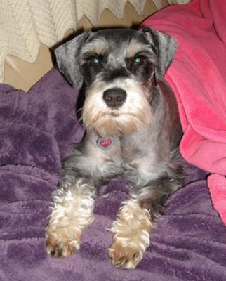 Miniature Schnauzer Lily