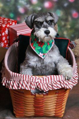 Miniature Schnauzer Lily