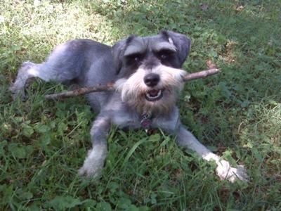 Miniature Schnauzer Lily