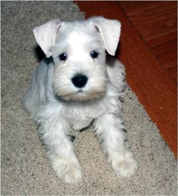 Schnauzer Puppy Lou