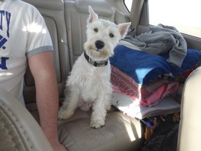 Mini Schnauzer Lou