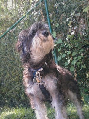 Miniature Schnauzer Louie