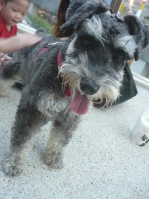 Miniature Schnauzer Lucky