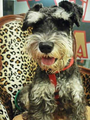 Miniature Schnauzer Lucky